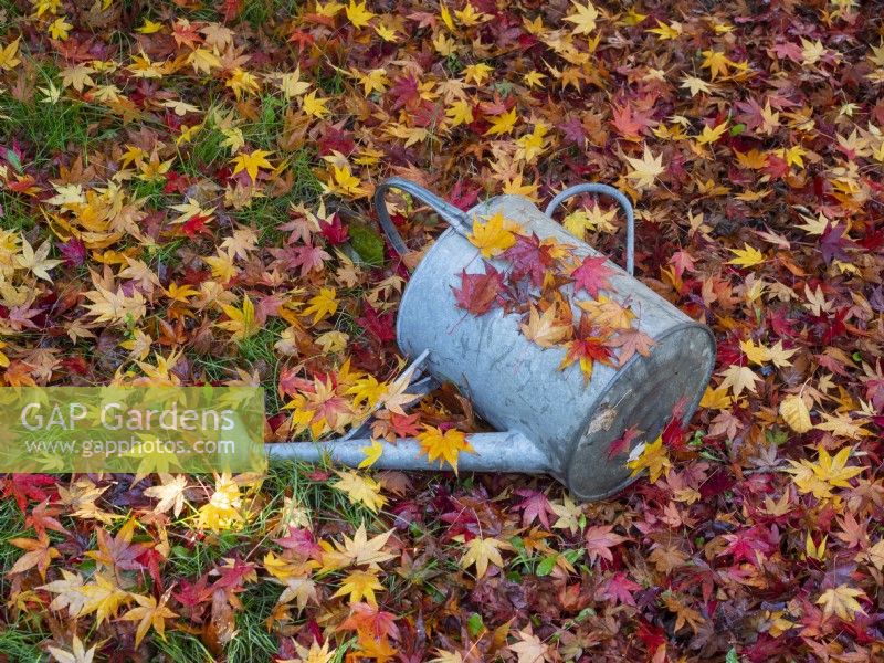 Liquidambar styraciflua - sweet gum leaves  and  watering can in autumn