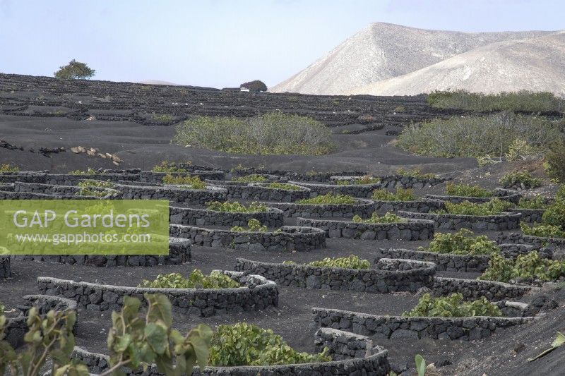 Vines planted in shallows in volcanic soil in Lanzarote - August