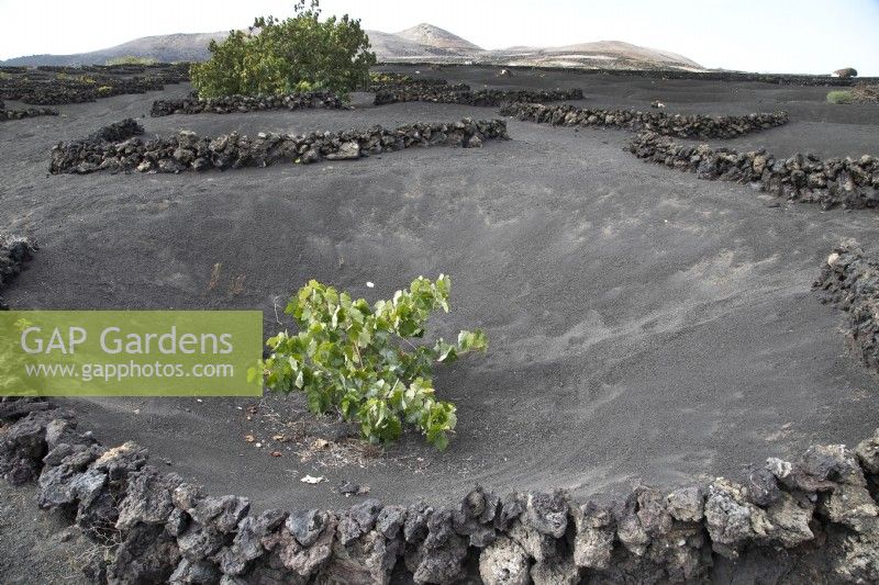 Vines planted in shallows in volcanic soil in Lanzarote - August
