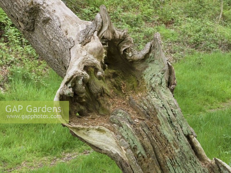 Fallen oak trunk at Sheringham Park Norfolk UK