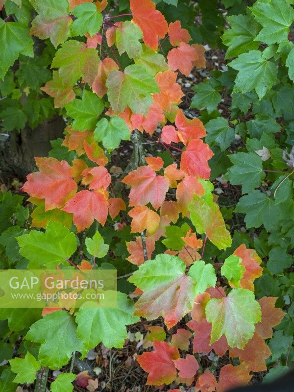 leaves of Acer rubrum 'October glory' - Red maple 'October Glory'