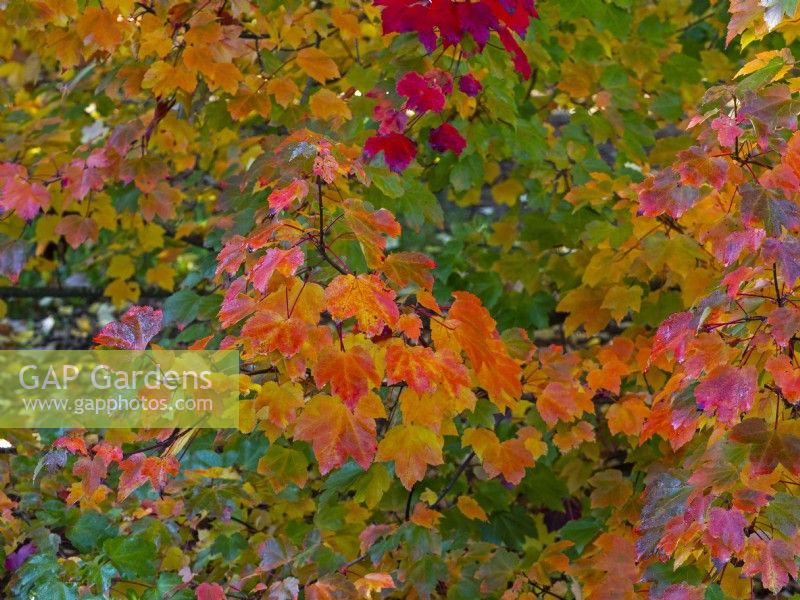 leaves of Acer rubrum 'October glory' - Red maple 'October Glory'
