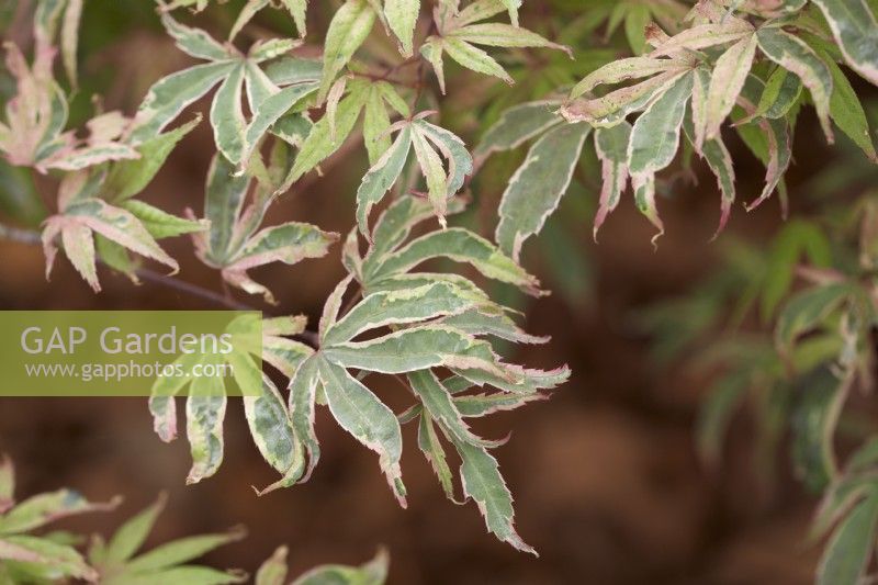 Acer palmatum 'Shirazz'. Summer. 