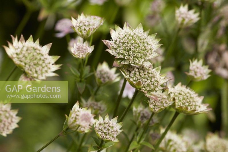 Astrantia major 'Buckland' at the end of summer.