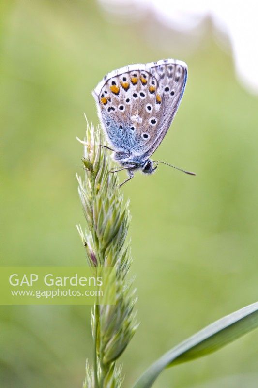 Polyommatus icarus - Male Common Blue Butterfly