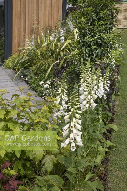 White digitalis in the Nurture Through Nature Garden at BBC Gardener's World Live 2022