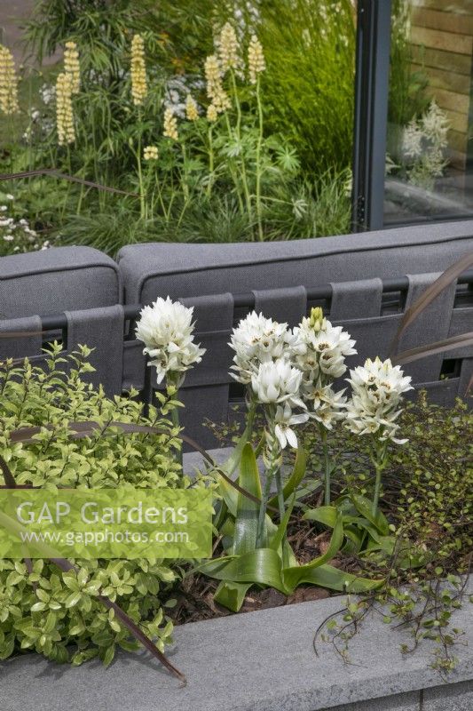 Ornithogalum in the Nurture Through Nature Garden at BBC Gardener's World Live 2022