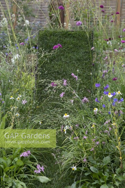 An alternative wild lawn in There's an Alternative to the Green Desert Beautiful Border at BBC Gardener's World Live 2022