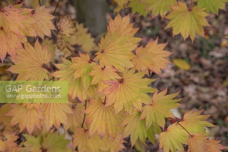 Acer shirasawanum 'Aureum' at Bodenham Arboretum, October