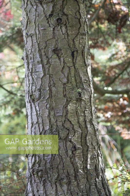 Abies procera bark - Noble Fir at Bodenham Arboretum, October