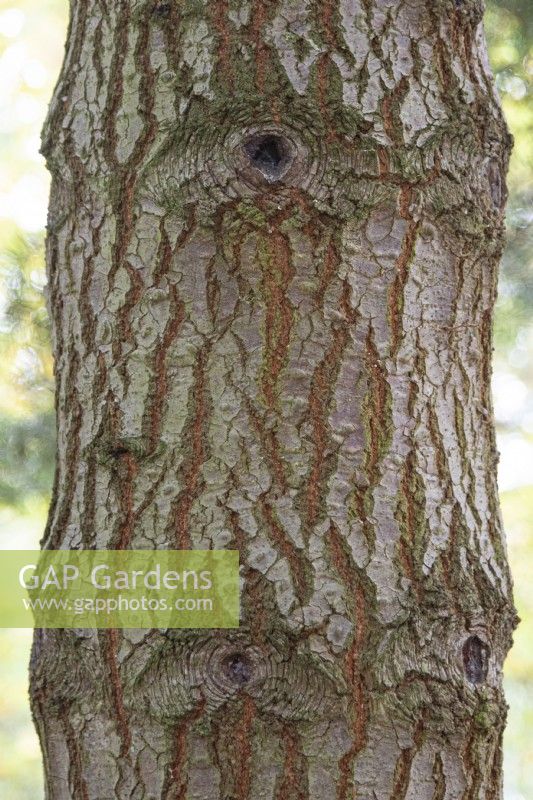 Abies Concolor bark at Bodenham Arboretum, October