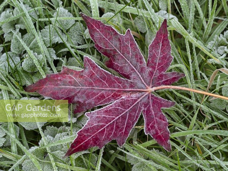Liquidambar styraciflua single frosted leaves mid November
