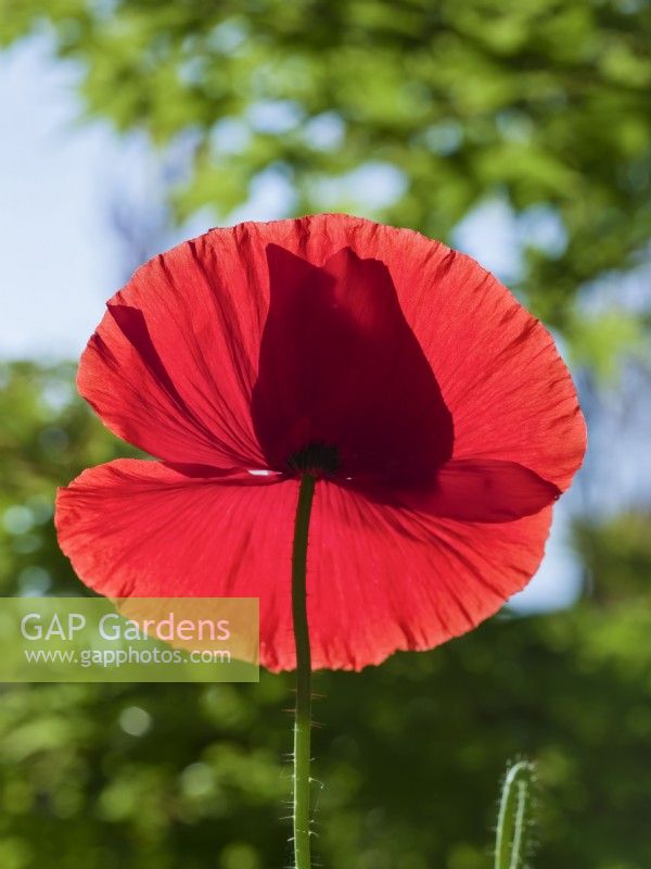 Papaver rhoeas - Common poppy flower