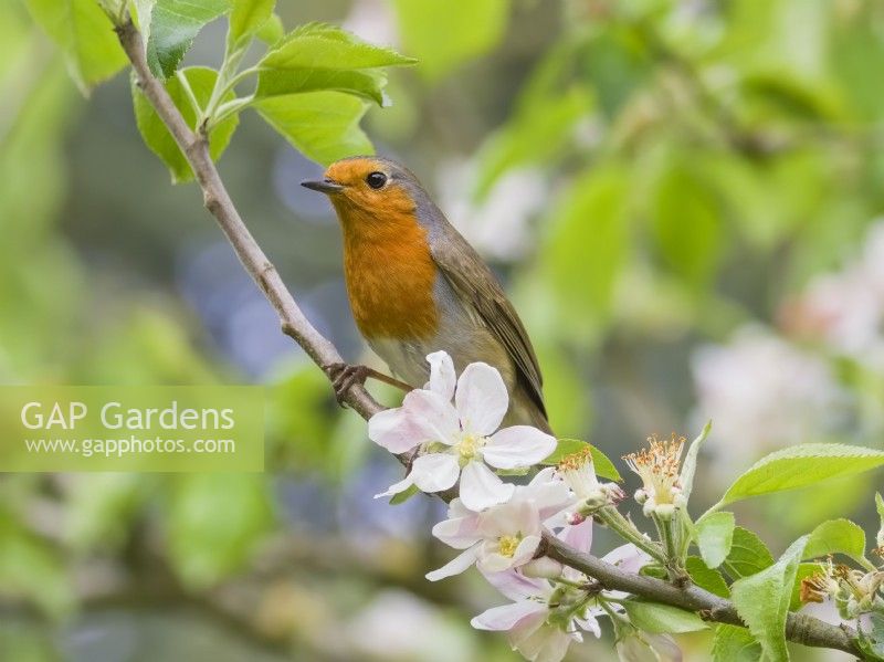 Erithacus rubecula - Robin perched in apple blossom