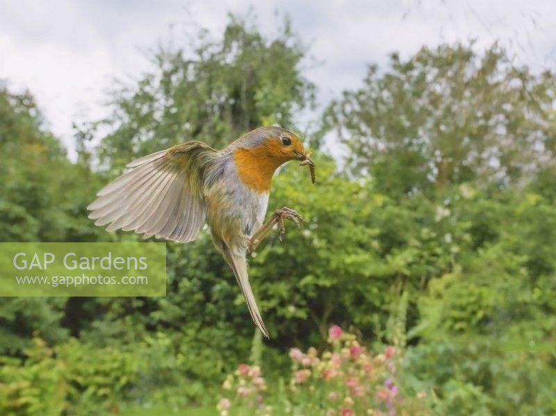 Erithacus rubecula - European Robin in flight with mealworm