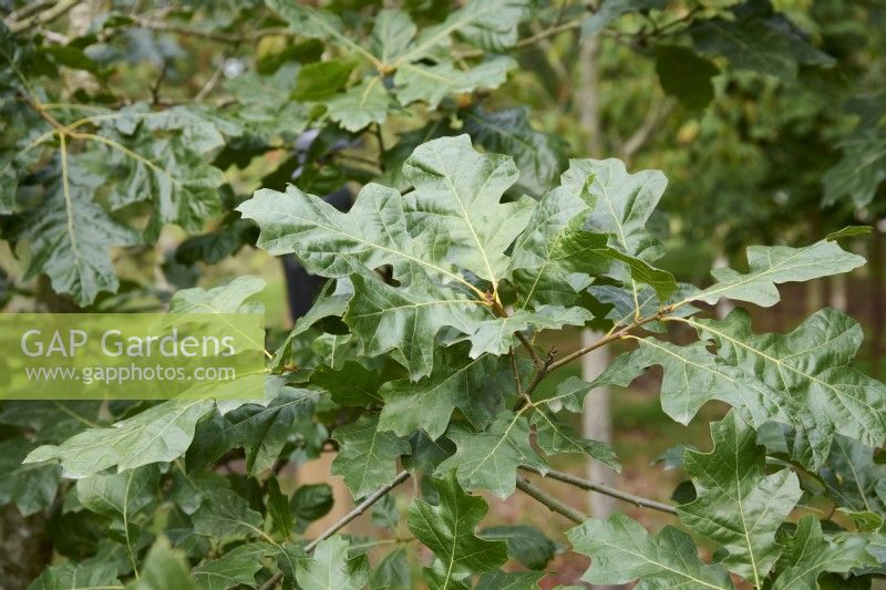 Quercus velutina x marilandica