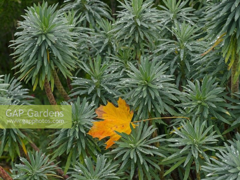 Euphorbia characias subsp. wulfenii - Mediterranean spurge autumn dew  November