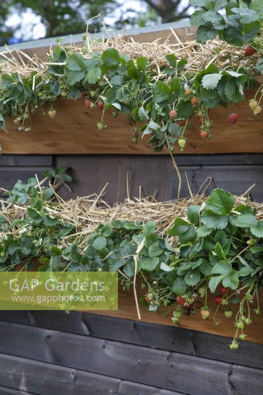 Strawberries in elevated planters
