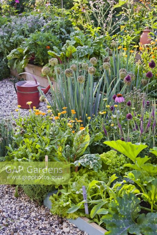 Companion planting in  kitchen garden including courgette, Swiss chard, pot marigold, savory, chives, Welsh onion, Echinacea purpurea and iranian sage.
