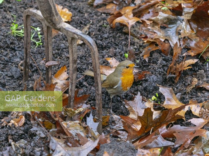 Robin Erithacus Rubecula foraging in leaf litter November