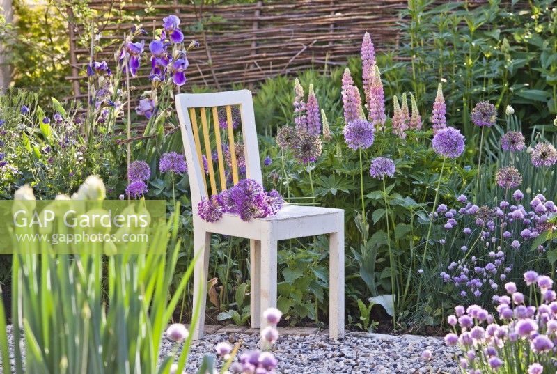 Purple themed spring garden with chives, alliums, irises, columbine and lupins.