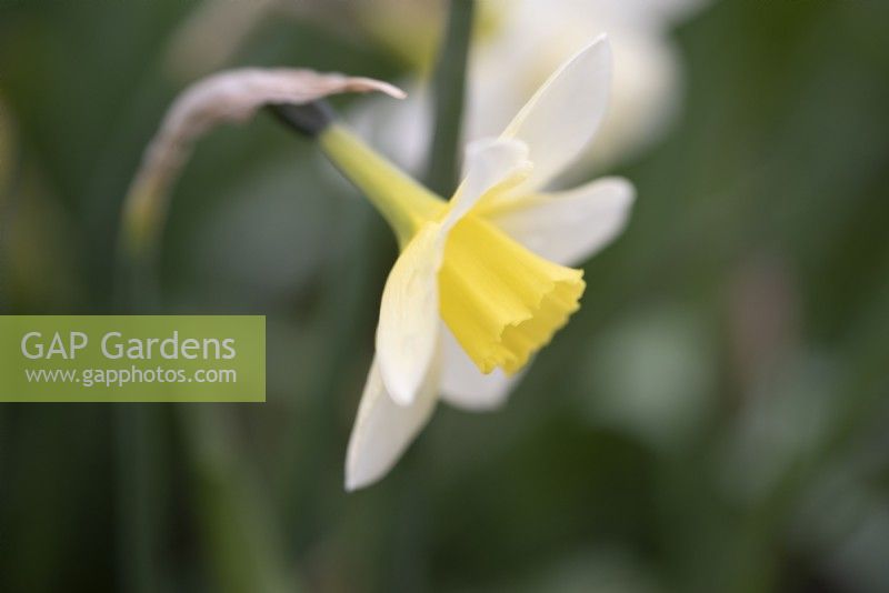 Narcissus 'Pueblo' - Daffodil - 