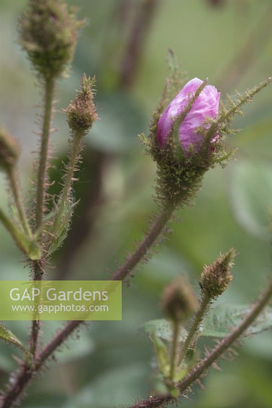 Rosa 'Portulaca grandiflora' - Common Moss Rose