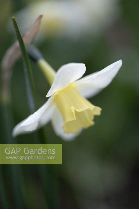 Narcissus 'Pueblo' - Daffodil 