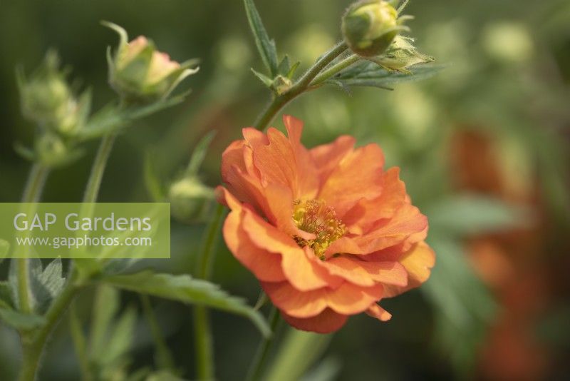 Geum 'Tropical Tempest' - May