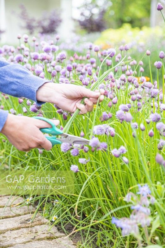 Woman picking chives