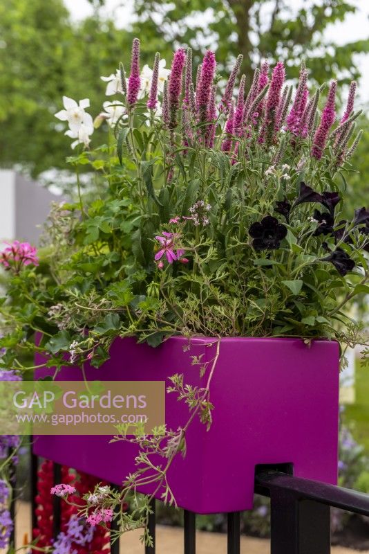 A pink planter slotted onto the railings is planted with: Veronica Anniversary Rose on The Cirrus Garden, designer: Jason Williams
