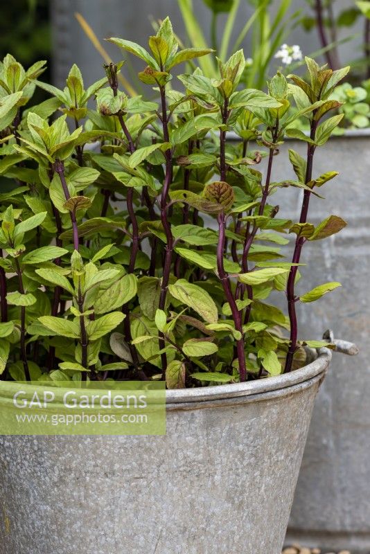 Mentha aquatica, Water mint growing in a galvanized pail. 