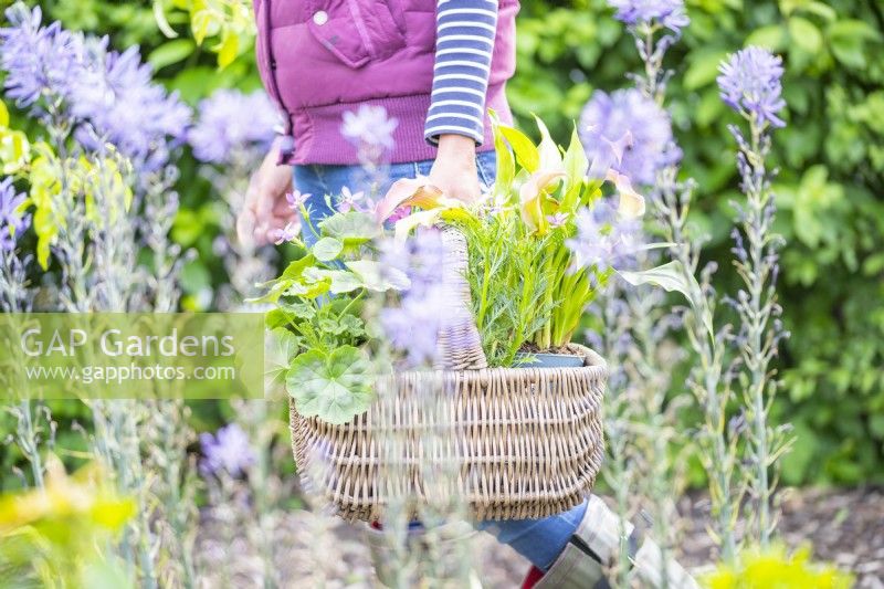Woman carrying wicker basket full of plants