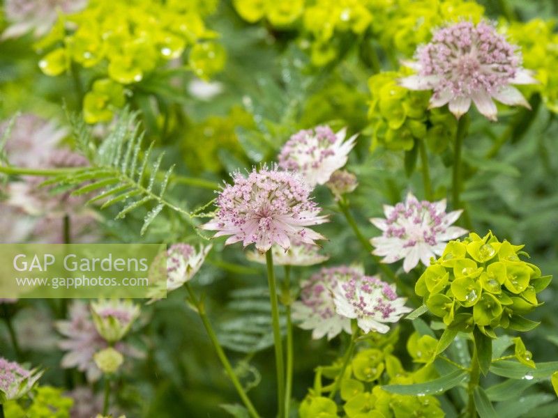 Astrantia flowers planted with lime green Euphorbia