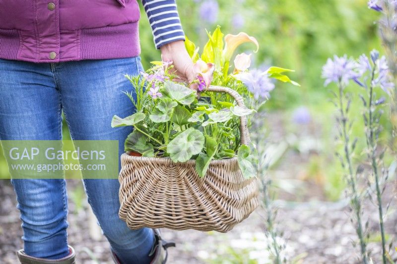 Woman carrying wicker basket full of plants