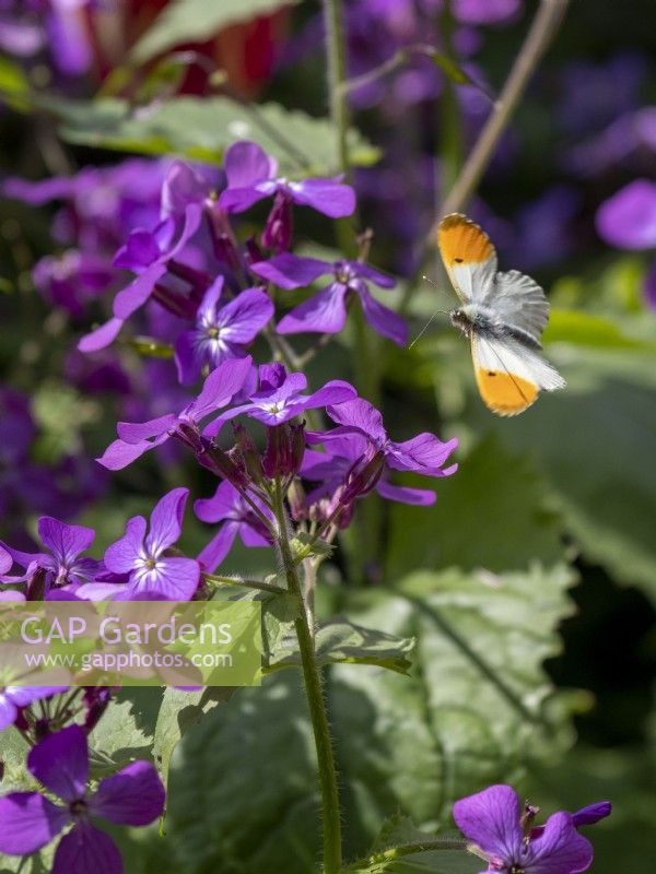 Honesty flowers with Orange tip butterfly