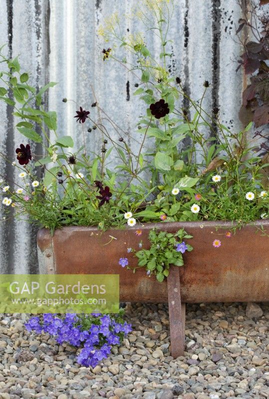 A rusty trough at the Cottage Herbery is filled with Campanula carpatica which seeds itself around, Erigeron karvinskianus, Cosmos atrosanguineus 'Chocolate' and at the back, Peltaria alliacea.