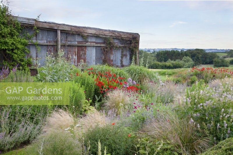 Set against rusted sheets of corrugated iron, the cardoon bed at the Cottage Herbery includes Cynara cardunculus planted with Nassela tenuissima 'Pony Tails', Crocosmia 'Lucifer', Lychnis coronaria, Nepeta 'Six Hills Giant' and the foliage of Miscanthus sinensis.