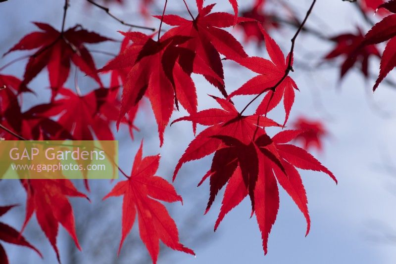 Acer palmatum 'Rosso' rich red leaves