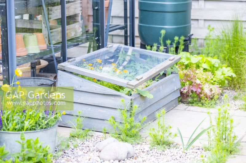 Coldframe full of plants