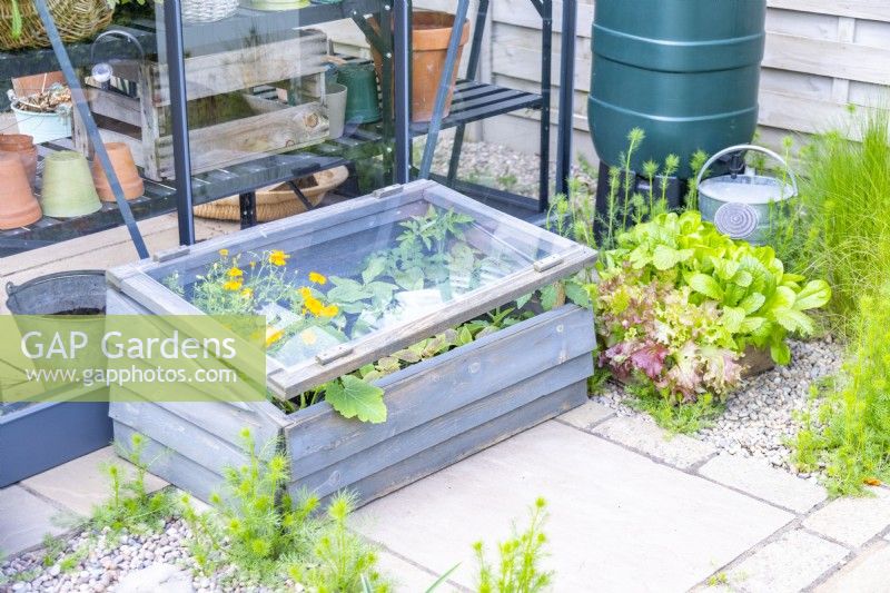 Coldframe full of plants