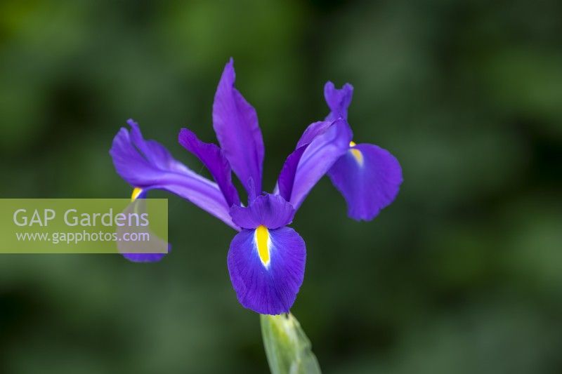 Iris x hollandica 'Discovery'