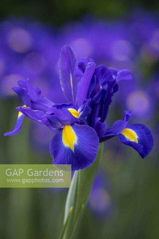 Iris x hollandica 'Discovery Purple'