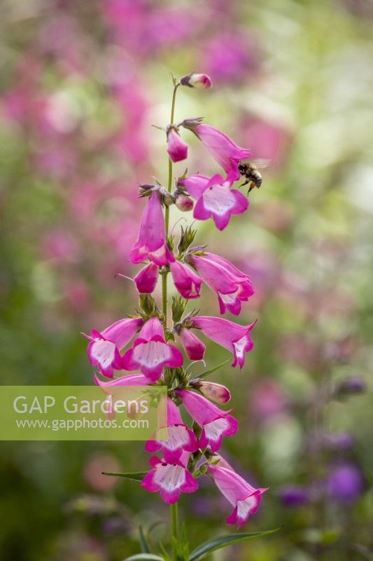 Penstemon 'Harlequin Pink' with bee
