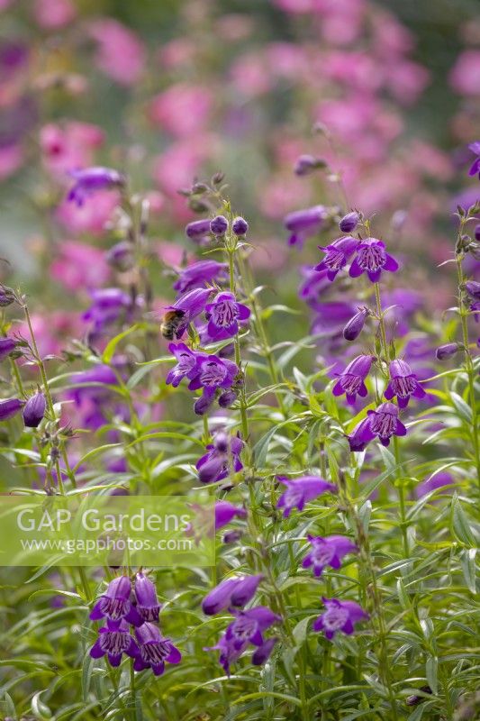 Penstemon 'Harlequin Purple' with bee