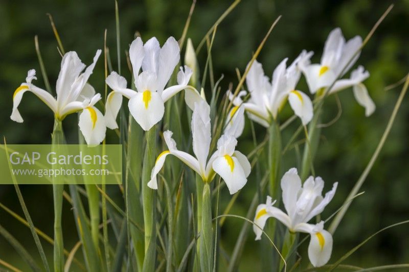 Iris x hollandica 'White Excelsior'