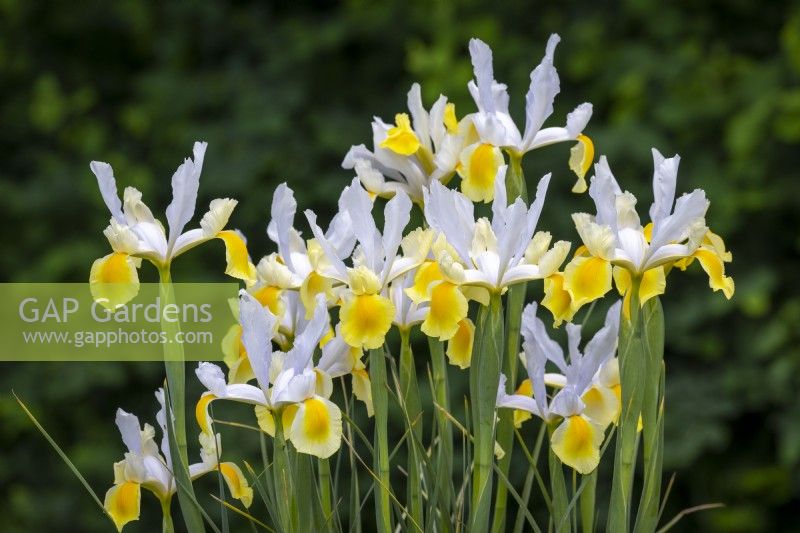 Iris x hollandica 'Montecito'