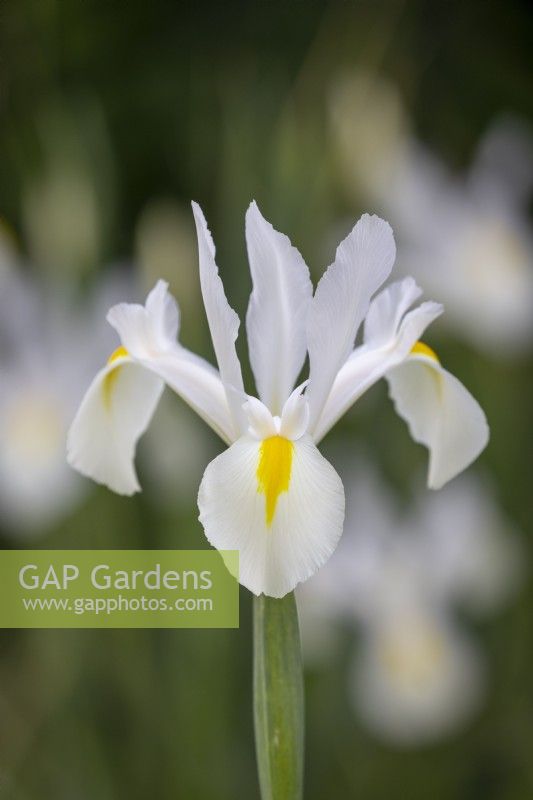 Iris x hollandica 'White Excelsior'