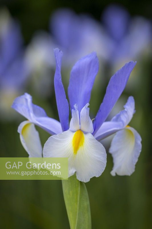 Iris x hollandica 'Silvery Beauty'