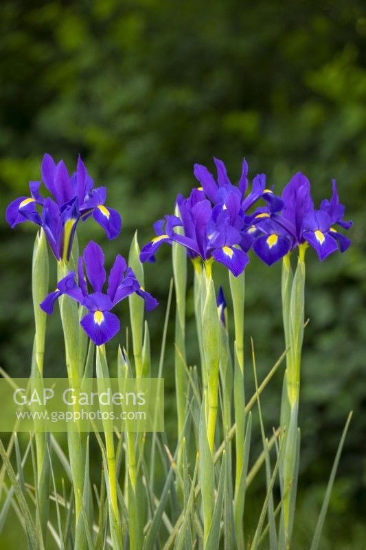 Iris x hollandica 'Valentine'